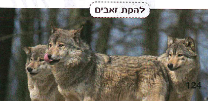 (בספר תמונה:) סלמנדרה כתומה